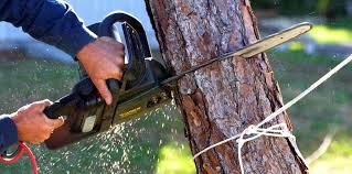 How Our Tree Care Process Works  in  King George, VA